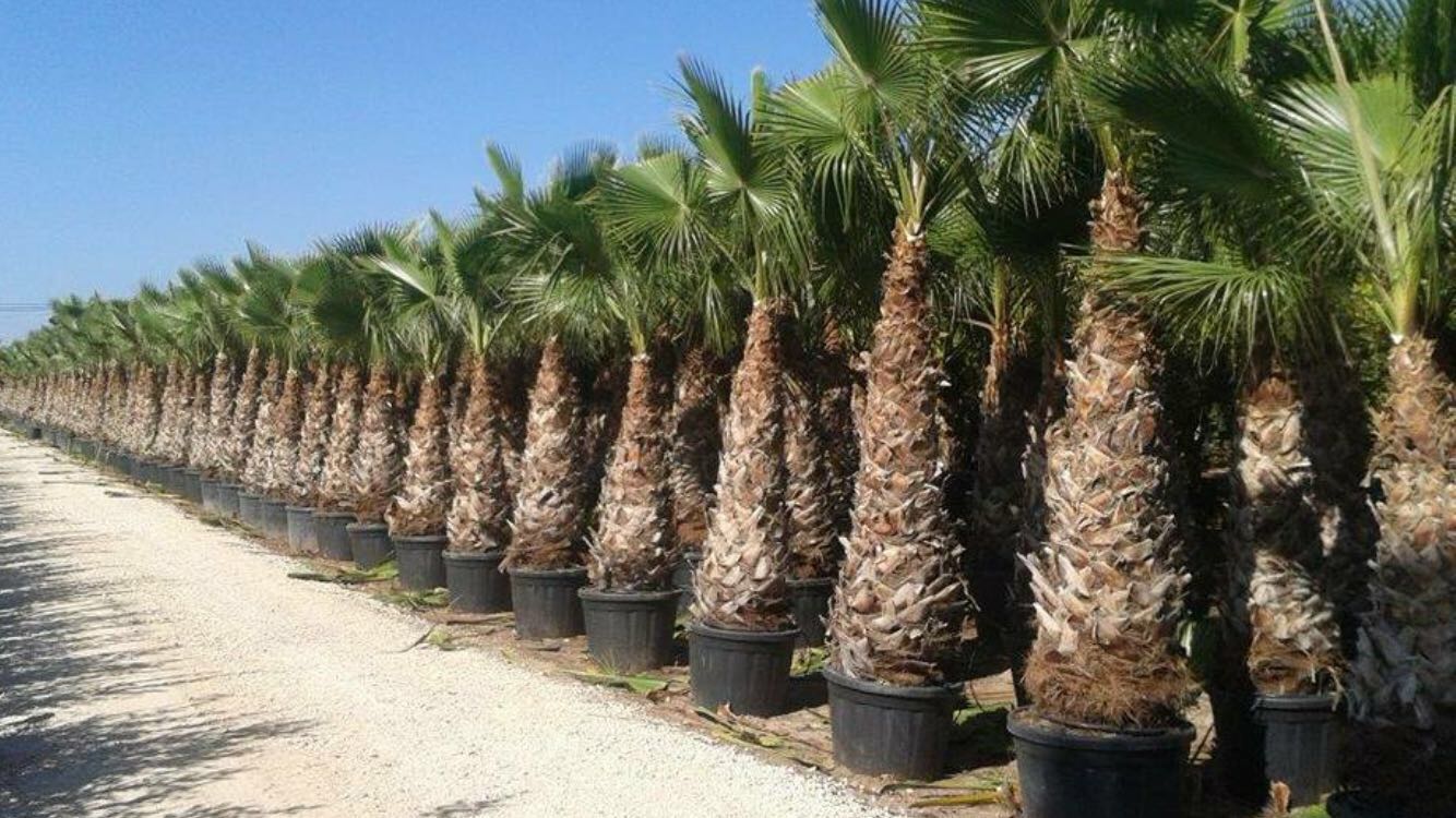 WASHINGTONIA ROBUSTA